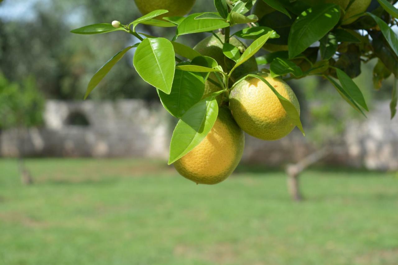 ויאסטה Hotel Puglia Garden מראה חיצוני תמונה